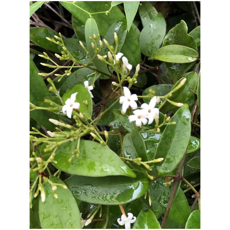 Identification Image for Bulk Chinese Herbs Jasmine Flower