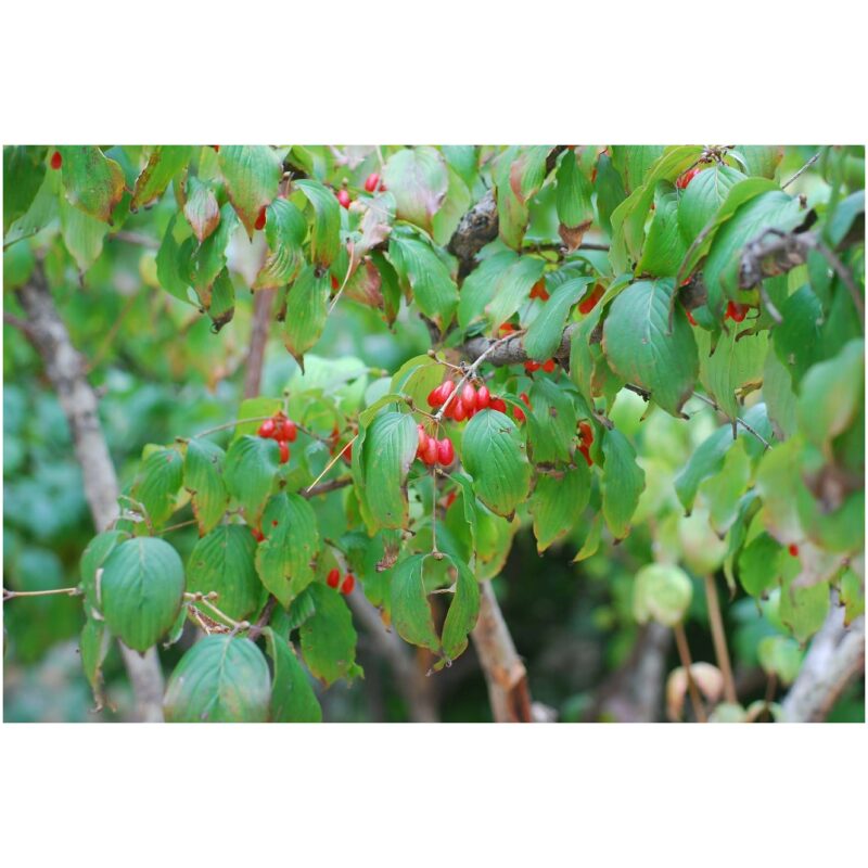 Chinese-Herbs-Cornus