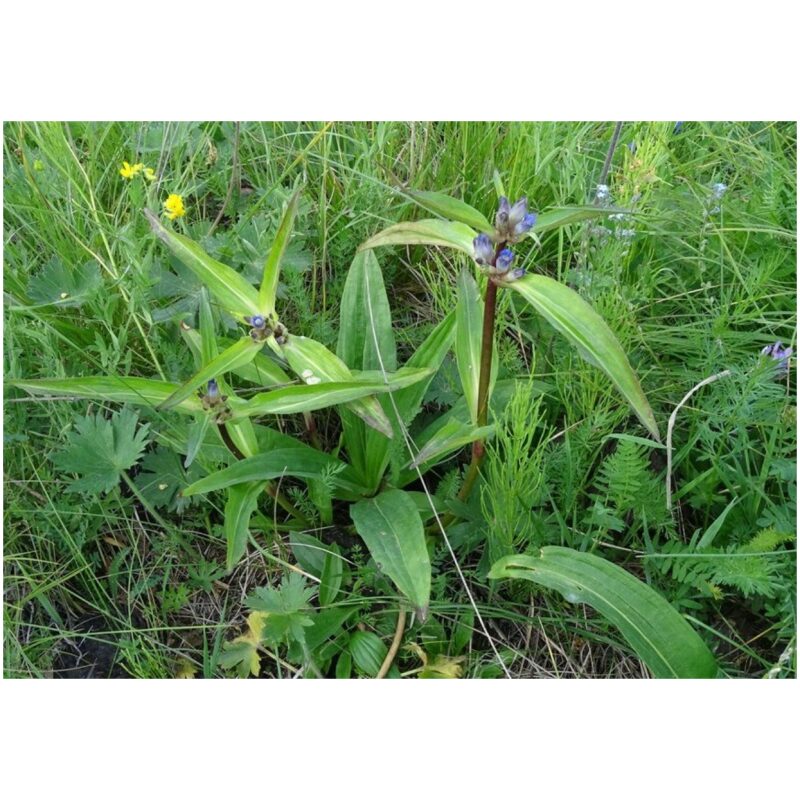 Chinese-Herbs-Gentian-Qin-Jiao