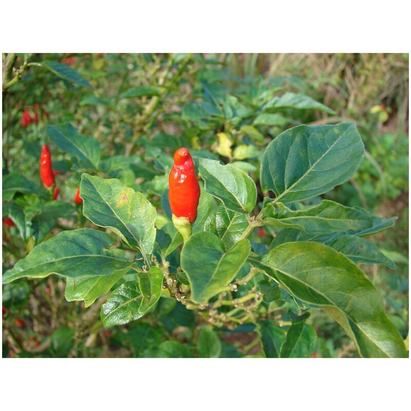 Herbs-Cayenne-Pepper