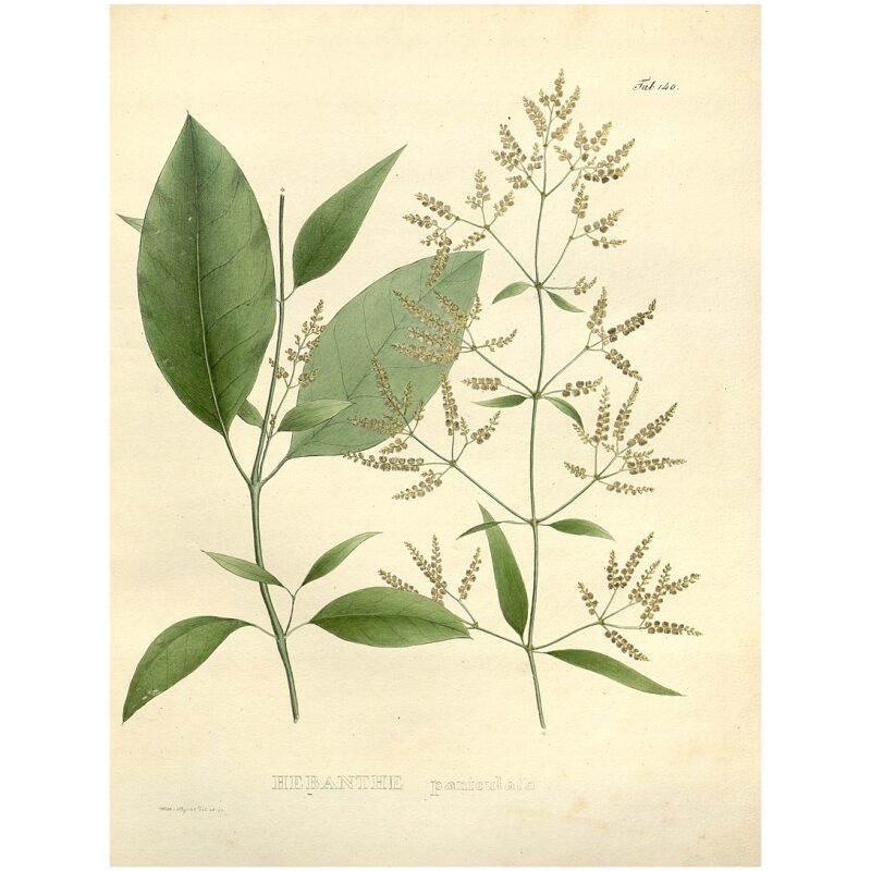 Herbs-Suma-Root