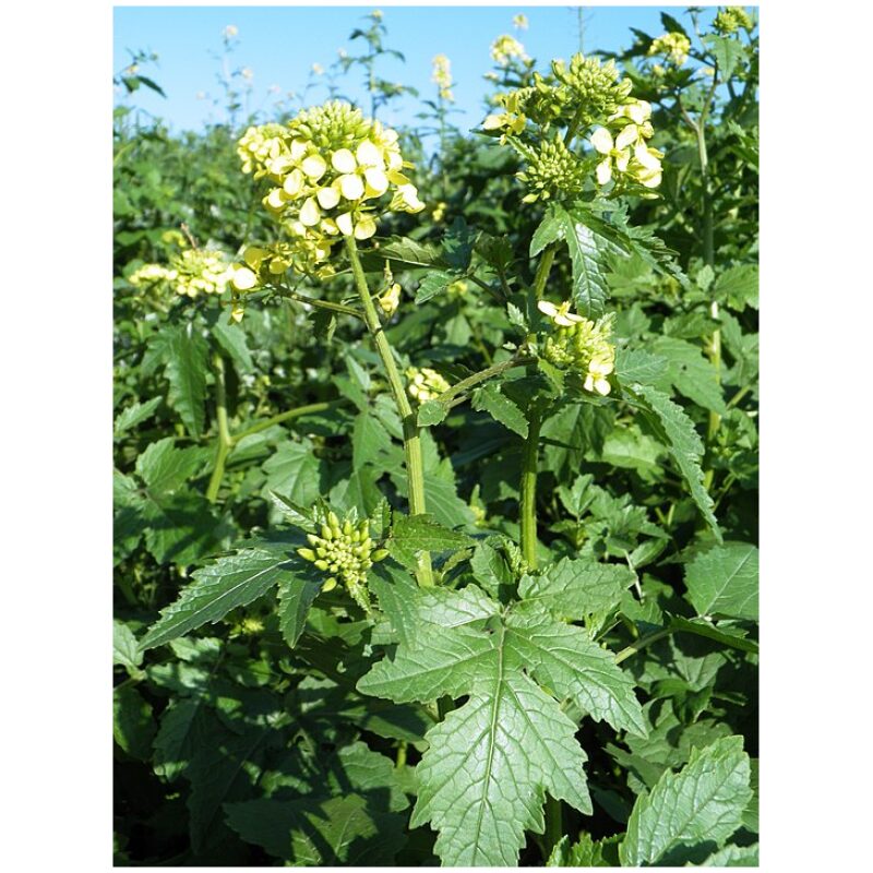 Herbs-Yellow-Mustard-Seed