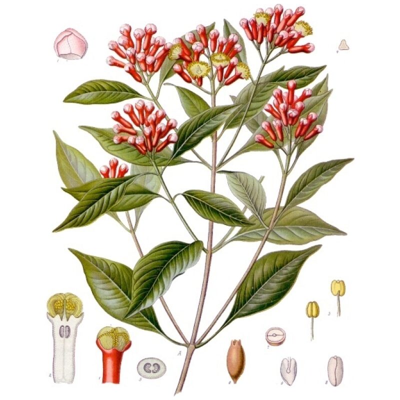 Bulk-Western-Herbs-Cloves