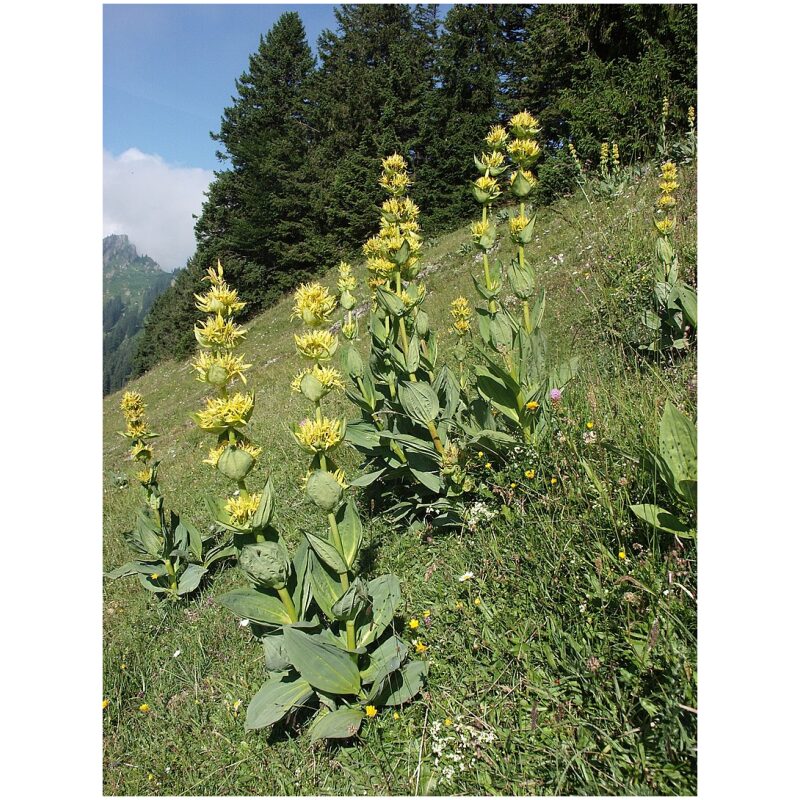 Bulk-Western-Herbs-Gentian-Root