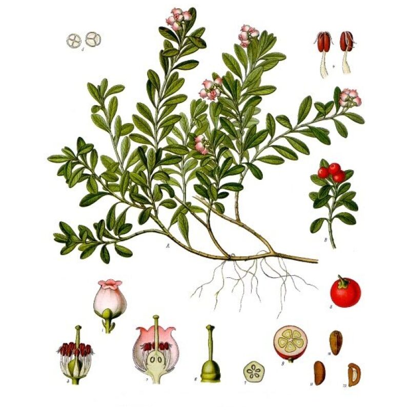 Western-Herbs-Uva-Ursi