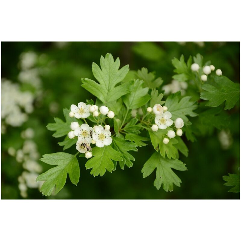 Bulk-Western-Herbs-Hawthorn-Leaf-and-Flower