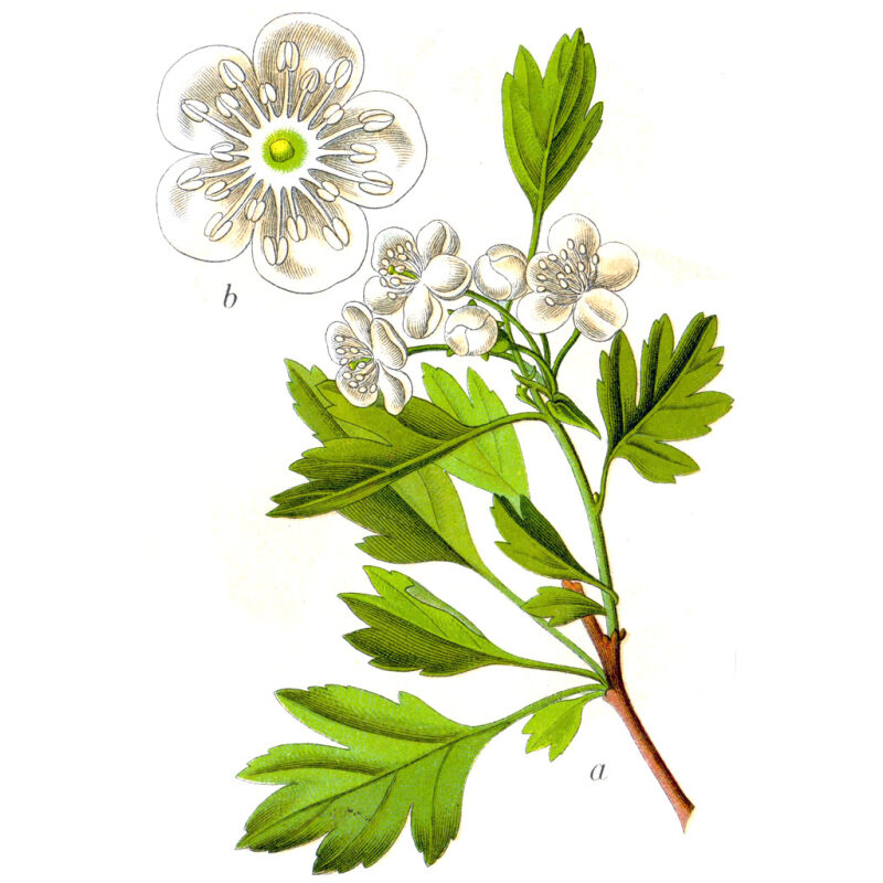 Hawthorn-Leaf-Herbs