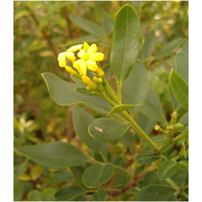 Jasmine-Flowers